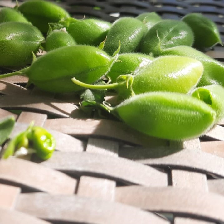 You are currently viewing חומוס מגדלים במרפסת