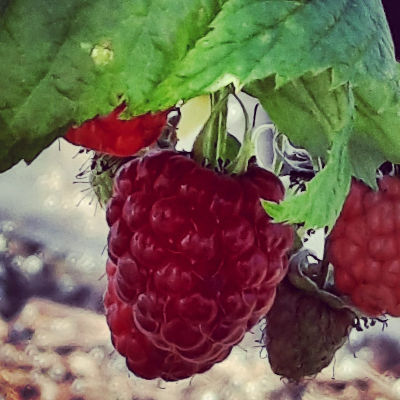 You are currently viewing תות סוף – אטרקציות קטיף בשפלה