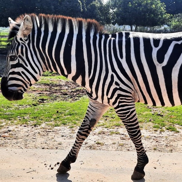 You are currently viewing חוויות מהספארי