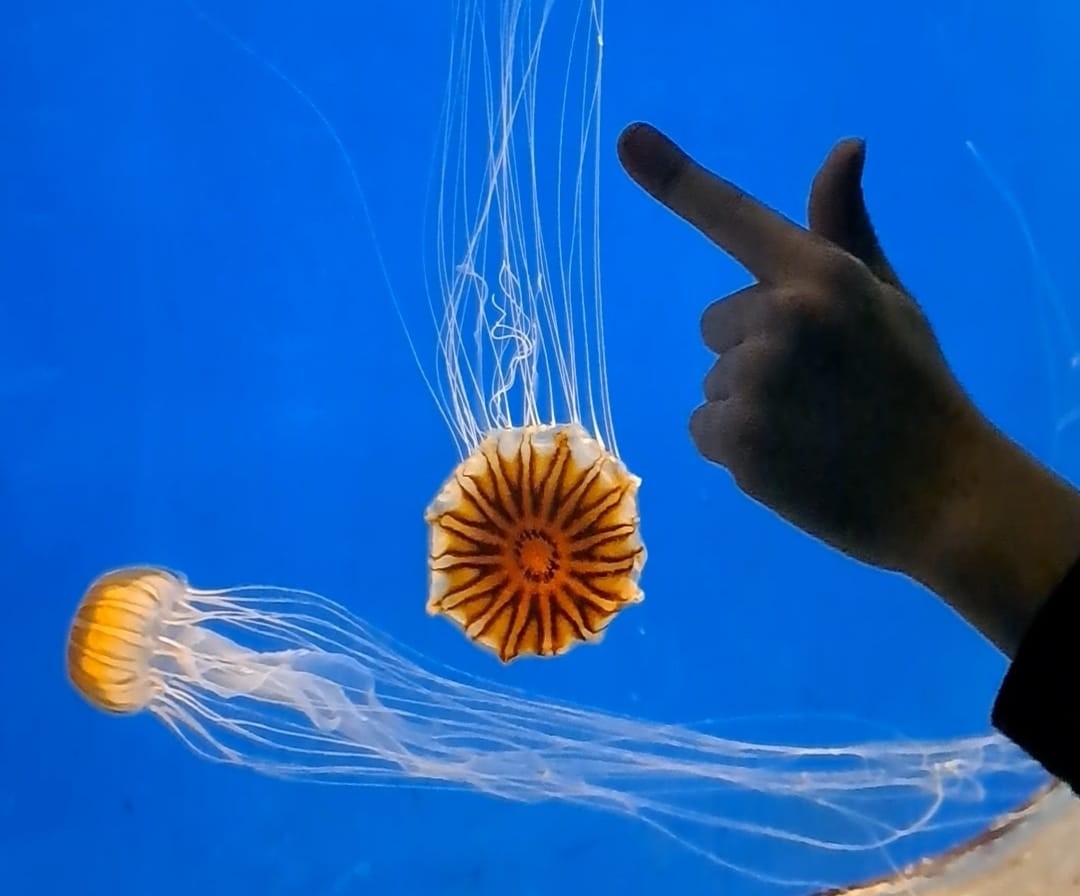 You are currently viewing מתחת לפני הים – אקווריום ישראל