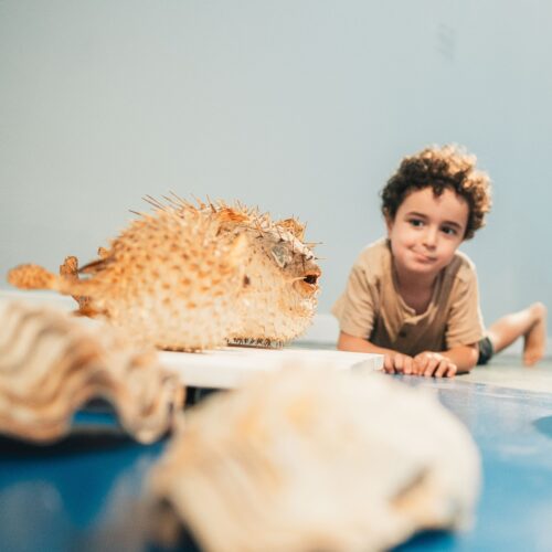 You are currently viewing סוכות – אטרקציות והמלצות שבדקנו אישית